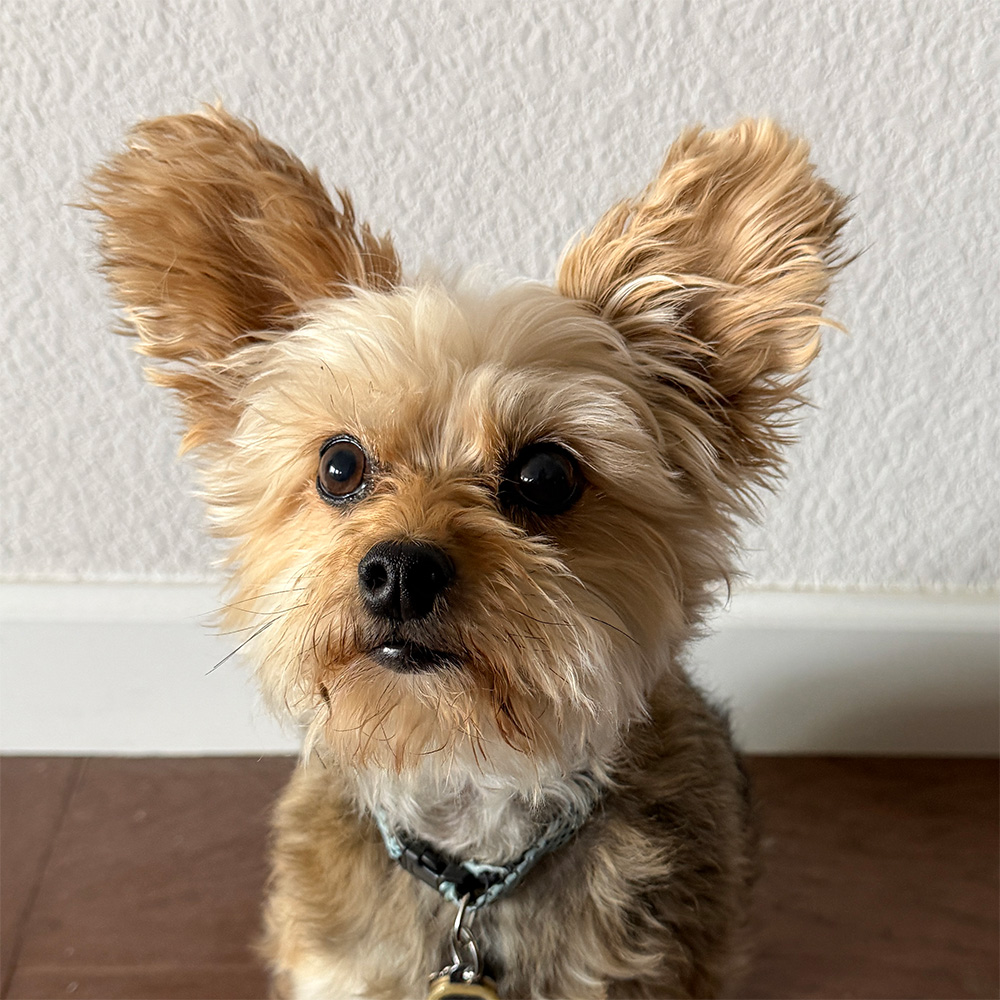 Gizmo