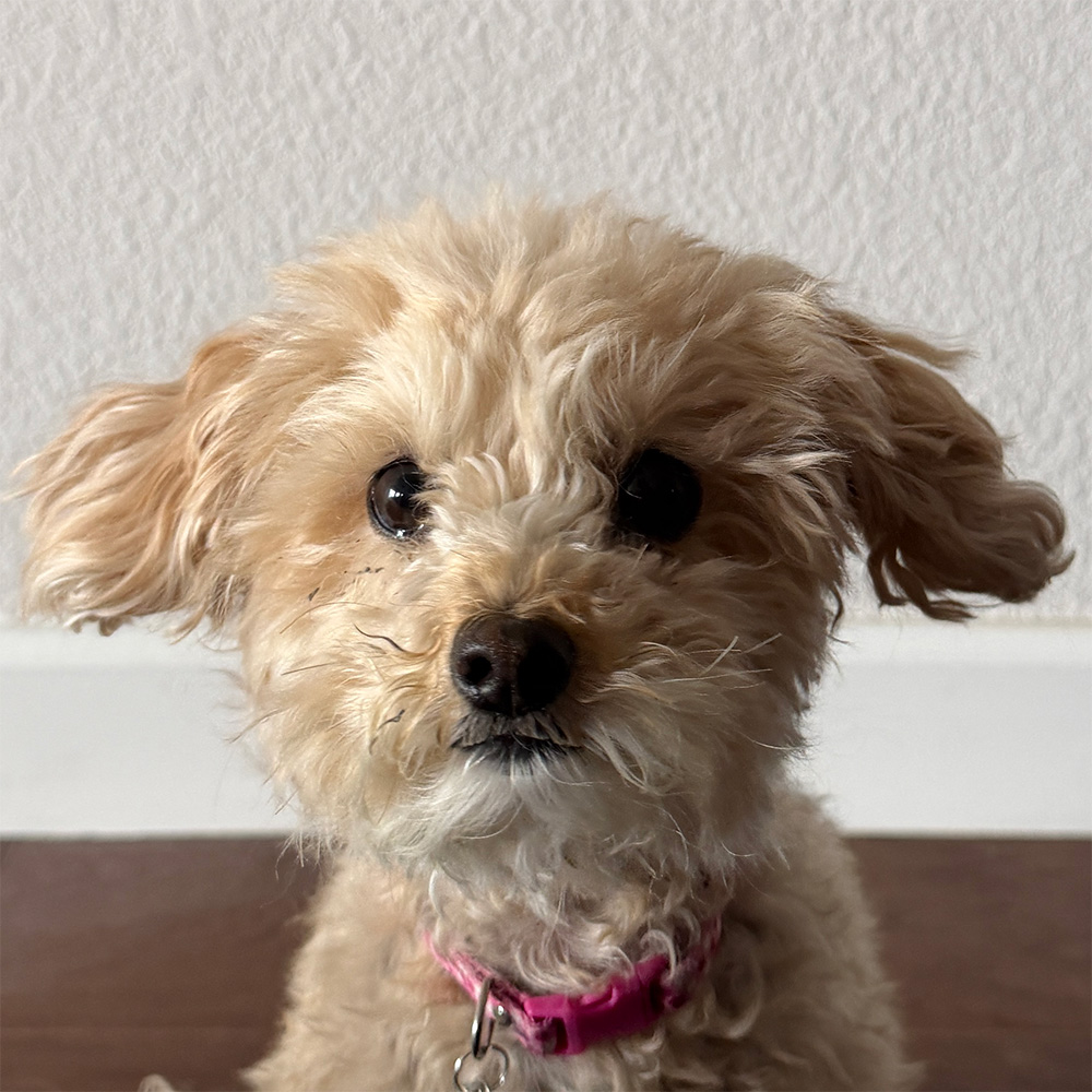 Tilly